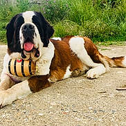 Veronica Cabral Guy a rejoint le concours — aidez-le/la à gagner de superbes lots ! dog, saint_bernard, animal, pet, outdoor, grass, path, tongue_out, barrel, lying_down, large_dog, nature, mammal, canine, relaxed, fur, brown_and_white, snout, ears, daylight