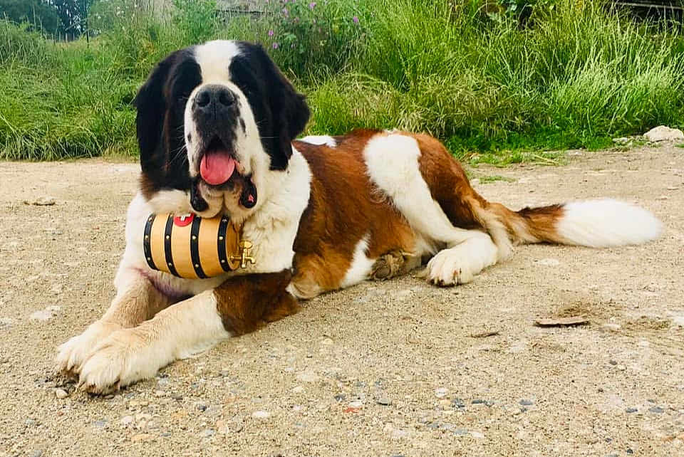 Veronica Cabral Guy a rejoint le concours — aidez-le/la à gagner de superbes lots ! dog, saint_bernard, animal, pet, outdoor, grass, path, tongue_out, barrel, lying_down, large_dog, nature, mammal, canine, relaxed, fur, brown_and_white, snout, ears, daylight