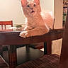 cat, orange_cat, fluffy, kitten, pet, animal, portrait, sitting, indoor, dining_room, table, wooden_furniture, chair, striped_chair, paws, whiskers, ears, blue_eyes, orange_fur, curious