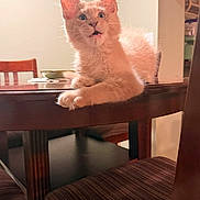 Carl is registered to the contest to win money with this photo: cat, orange_cat, fluffy, kitten, animal, pet, sitting, dining_table, wooden_furniture, chair, indoor, home, dining_room, portrait, whiskers, ears, paws, fur, cozy, curious