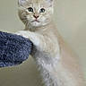 Carl joined the competition — help win amazing prizes! kitten, cat, cream_fur, fluffy, long_hair, blue_eyes, green_eyes, whiskers, ears, paw, pet, animal, portrait, close_up, indoors, fuzzy_bed, soft_texture, sitting, looking_at_camera, adorable