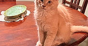 Carl is registered to the contest to win money with this photo: animal, cat, cute, dining_room, dining_table, fluffy, furry, ginger_cat, home, indoors, kitten, orange_cat, pet, plate, portrait, sitting, tableware, whiskers, wooden_chairs, wooden_table