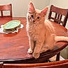 Carl is registered to the contest to win money with this photo: cat, kitten, ginger_cat, orange_cat, fluffy, furry, pet, animal, sitting, indoors, dining_room, dining_table, wooden_table, wooden_chairs, plate, tableware, home, portrait, cute, whiskers