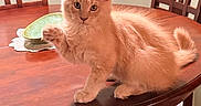 Carl is registered to the contest to win money with this photo: cat, orange_cat, fluffy, furry, pet, animal, kitten, raised_paw, sitting, indoors, dining_room, dining_table, wooden_table, wooden_chairs, furniture, home, portrait, whiskers, ears, tail