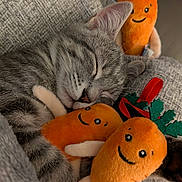 Ivy is registered to the contest to win money with this photo: cat, sleeping, gray_tabby, plush_toy, carrot, stuffed_animal, cute, cozy, blanket, soft, pet, animal, resting, indoors, fur, whiskers, nap, smiling_toy, cuddling, relaxation