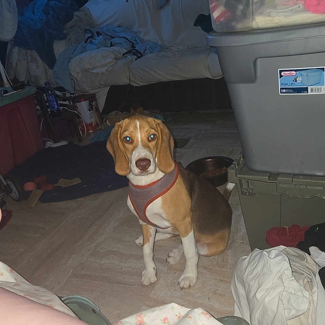 Teddy joined the competition — help win amazing prizes! animal, baby, beagle, bed, bedroom, blanket, canine, couch, dog, furniture, homedecor, hound, indoors, laundry, linen, machine, person, pet, puppy, wheel