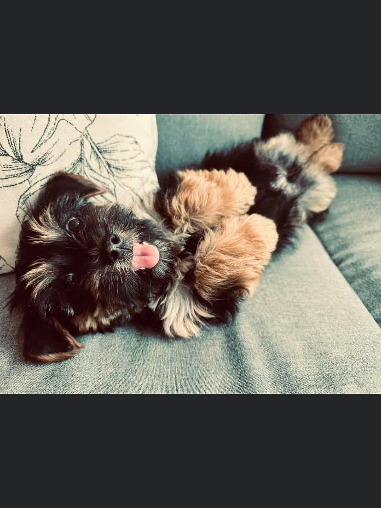 Theadore joined the competition — help win amazing prizes! carnivore, cloud, comfort, companion_dog, dog, dog_breed, dog_supply, font, fur, liver, maltepoo, paw, puppy_love, shih_tzu, small_terrier, square, terrier, toy_dog, vertebrate, working_animal