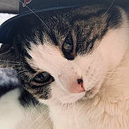 Biggins joined the competition — help win amazing prizes! cat, close_up, portrait, animal, feline, hat, cap, whiskers, fur, face, eyes, cute, pet, domestic_animal, soft_light, indoor, brown, white, black, nose