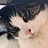 cat, close_up, portrait, animal, feline, hat, cap, whiskers, fur, face, eyes, cute, pet, domestic_animal, soft_light, indoor, brown, white, black, nose