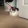 cat, tabby, white_cat, carpet, laundry_basket, clothing, door, indoor, pet, animal, loafing, alert, curious, floor, household, furniture, domestic, resting, side_view, home