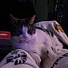 Biggins joined the competition — help win amazing prizes! cat, indoor, blanket, relaxed, feline, pet, fur, cozy, soft, resting, animal, domestic, comfort, closeup, laying, warm, quiet, cute, whiskers, sleepy