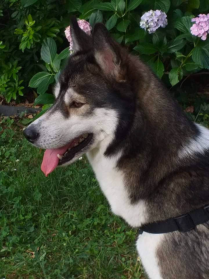 Louna a rejoint le concours — aidez-le/la à gagner de superbes lots ! ancient_dog_breeds, art, canidae, canis, carnivore, companion_dog, dog, dog_breed, flower, grass, non_sporting_group, plant, sled_dog, sporting_group, tail, terrestrial_animal, whiskers, wolf, working_animal, working_dog