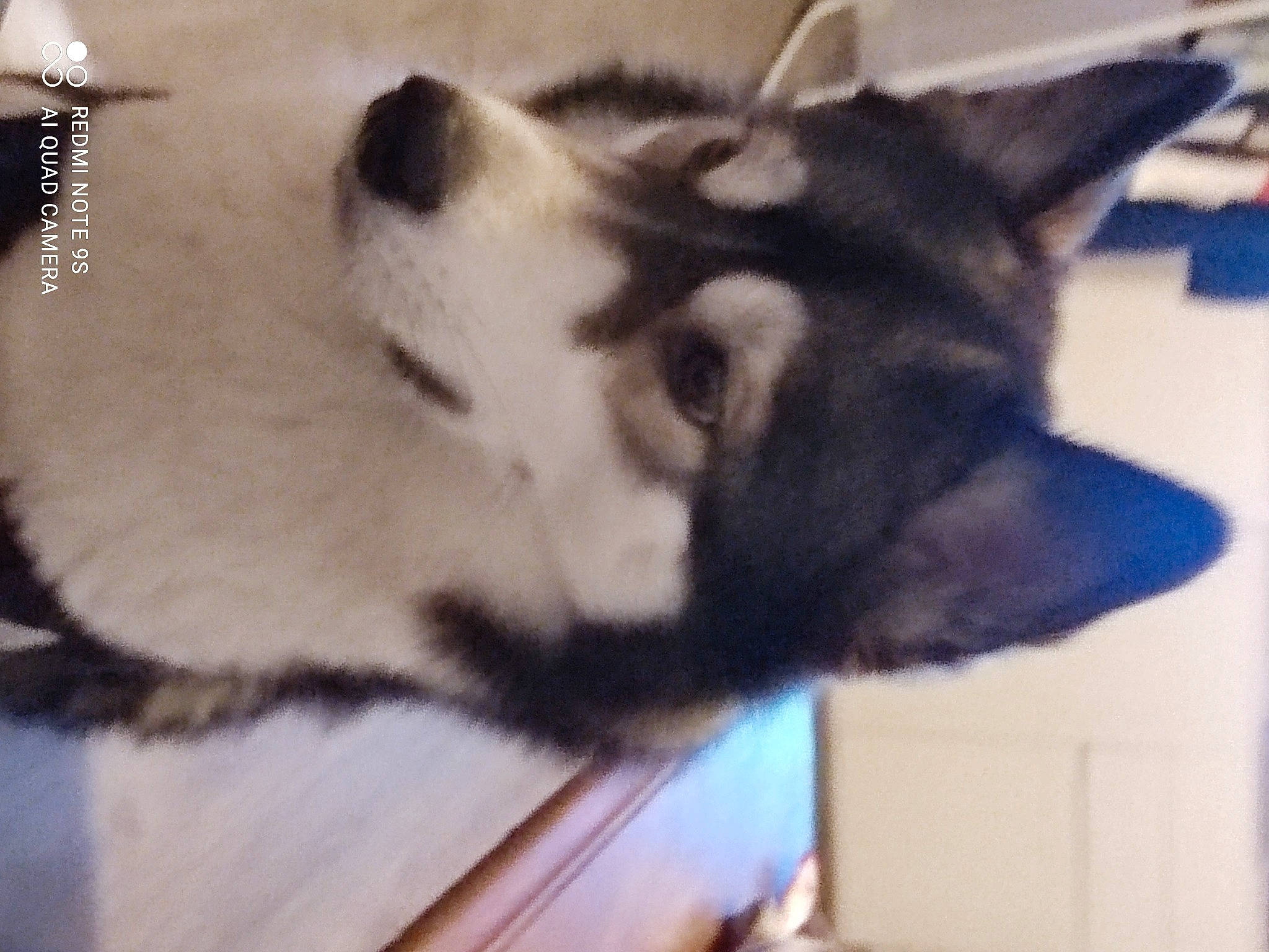 Louna a rejoint le concours — aidez-le/la à gagner de superbes lots ! canidae, carnivore, cat, companion_dog, dog, dog_breed, domestic_short_haired_cat, felidae, flooring, fur, paw, small_to_medium_sized_cats, snout, sporting_group, square, tail, terrestrial_animal, whiskers, working_animal, working_dog