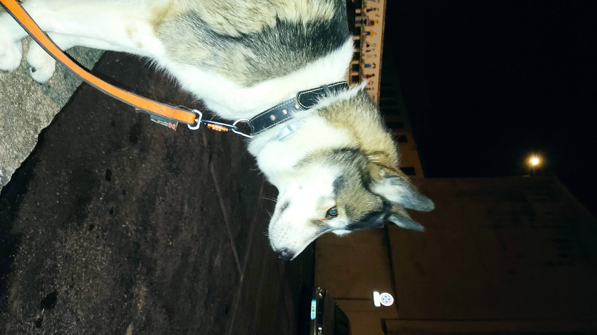 Louna a rejoint le concours — aidez-le/la à gagner de superbes lots ! canidae, carnivore, claw, collar, dog_breed, fawn, felidae, fur, mustelidae, sled_dog, snout, sporting_group, tail, terrestrial_animal, whiskers, wildlife