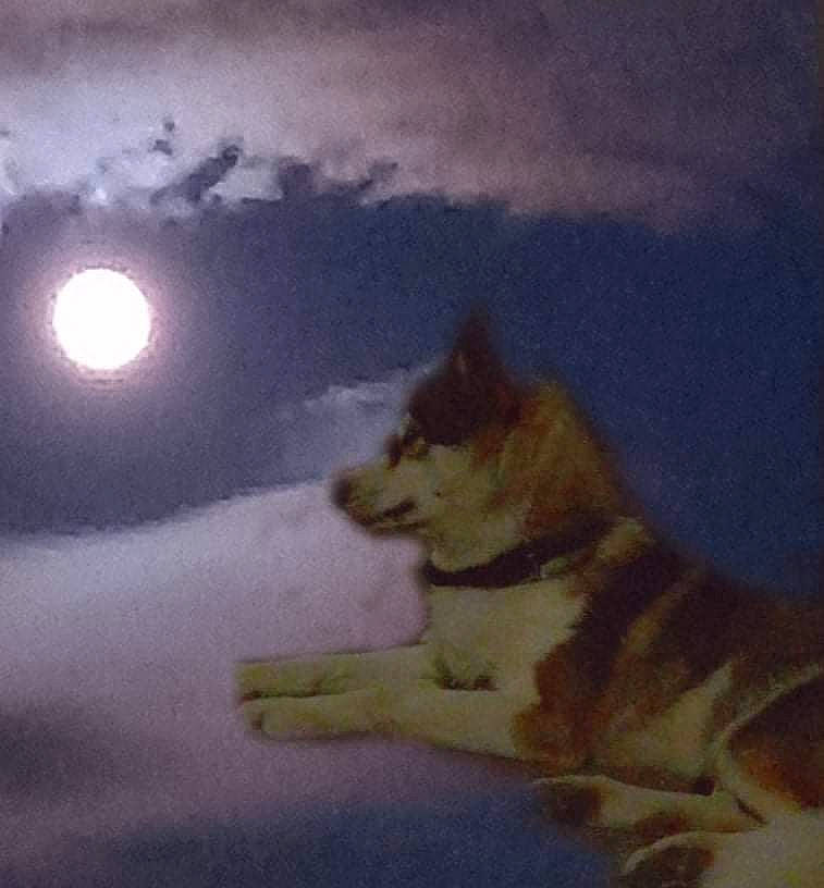 Louna a rejoint le concours — aidez-le/la à gagner de superbes lots ! art, astronomical_object, carnivore, cloud, companion_dog, dog, dog_breed, drawing, event, felidae, illustration, moon, paint, painting, sky, sporting_group, tail, visual_arts, watercolor_paint, winter