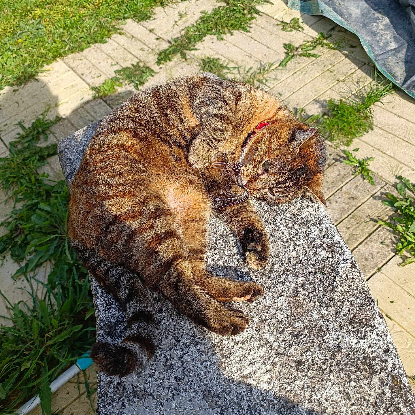 Nala a rejoint le concours — aidez-le/la à gagner de superbes lots ! backyard, grass, green, herbal, herbs, jar, nature, outdoors, path, plant, planter, pottedplant, pottery, rock, sidewalk, slate, soil, vase, walkway, yard