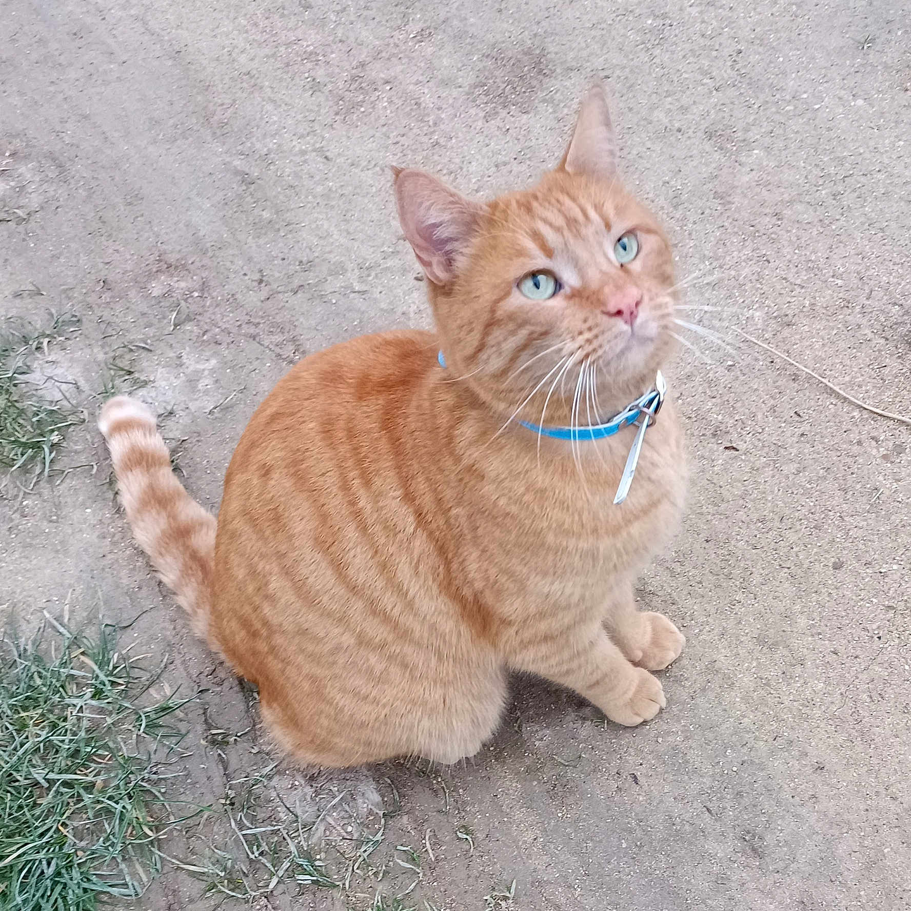 Tigrou