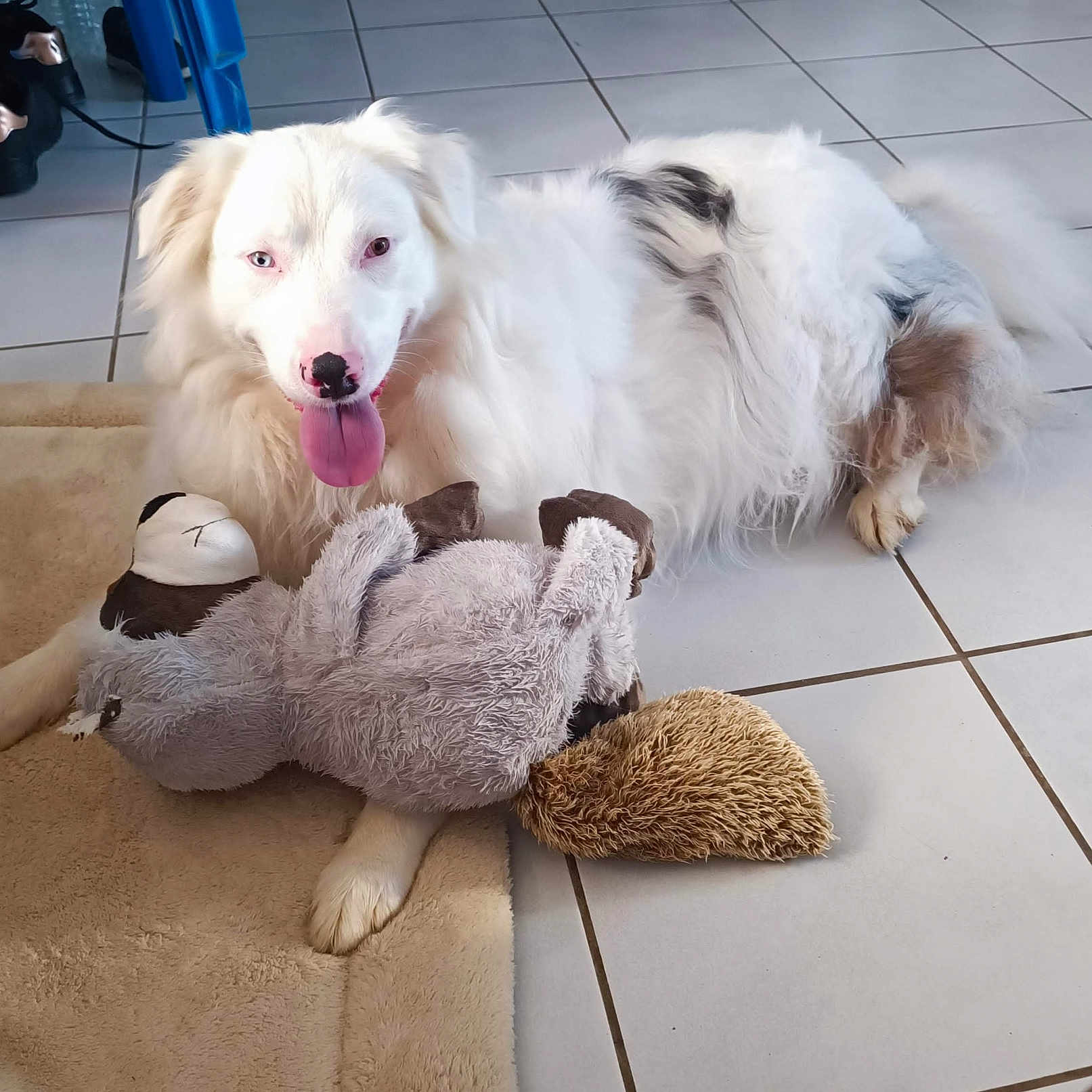 Neige a rejoint le concours — aidez-le/la à gagner de superbes lots ! angora, animal, ball, canine, clothing, dog, eskimodog, football, footwear, goldenretriever, hound, pet, plush, puppy, shoe, soccer, soccerball, sport, toy, whitedog