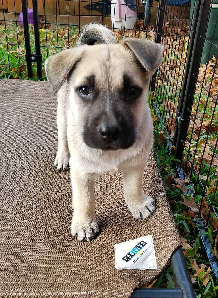 Eve is registered to the contest to win money with this photo: black_mouth_cur, canidae, carnivore, companion_dog, dog, dog_breed, fawn, kangal_dog, mammal, norwegian_elkhound, potcake_dog, puppy, rare_breed_dog, snout, sporting_group, street_dog, vertebrate