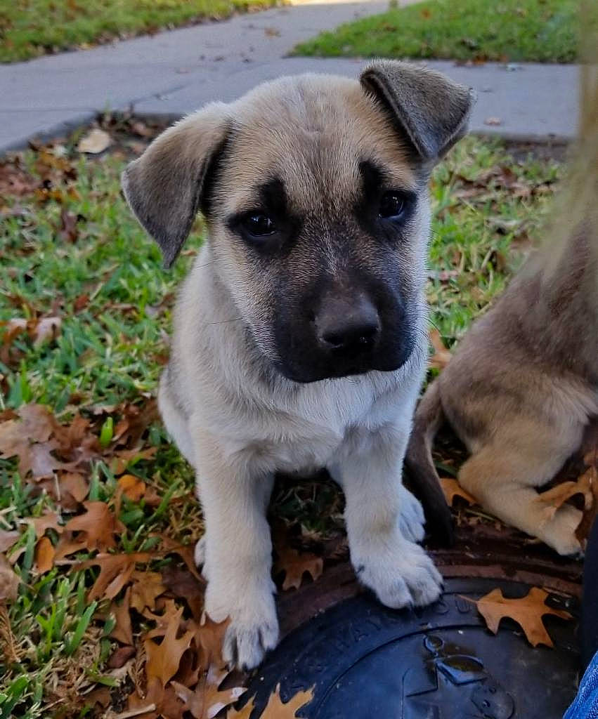 Eve joined the competition — help win amazing prizes! black_mouth_cur, canidae, carnivore, dog, dog_breed, fawn, kangal_dog, mammal, potcake_dog, puppy, rare_breed_dog, snout, sporting_group, street_dog, vertebrate