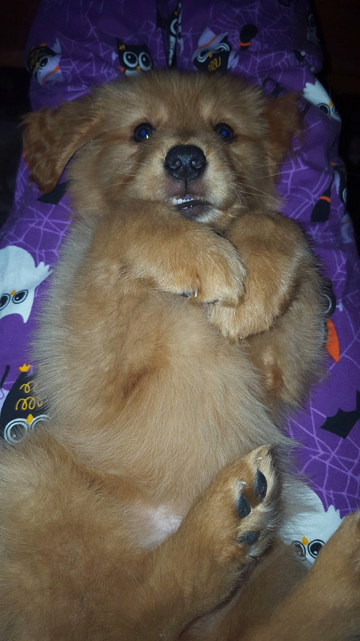 Brady joined the competition — help win amazing prizes! ancient_dog_breeds, canidae, carnivore, companion_dog, dog, dog_breed, fawn, german_spitz, german_spitz_klein, mammal, non_sporting_group, pomeranian, puppy, rare_breed_dog, snout, spitz, sporting_group, toy_dog, vertebrate, volpino_italiano