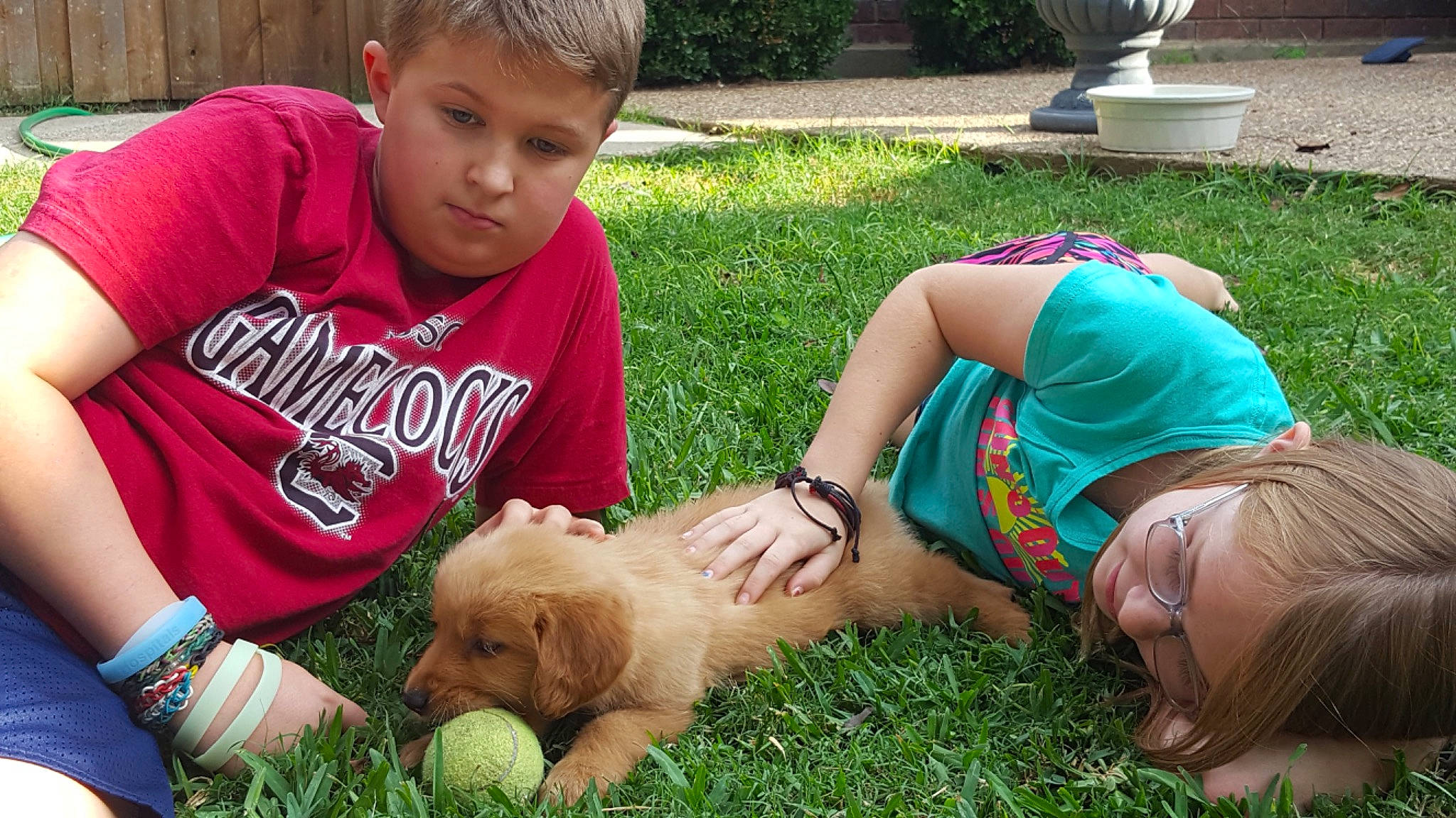 Brady joined the competition — help win amazing prizes! american_cocker_spaniel, canidae, carnivore, child, companion_dog, dog, dog_breed, english_cocker_spaniel, golden_retriever, grass, lawn, nova_scotia_duck_tolling_retriever, play, puppy, retriever, sporting_group, toddler