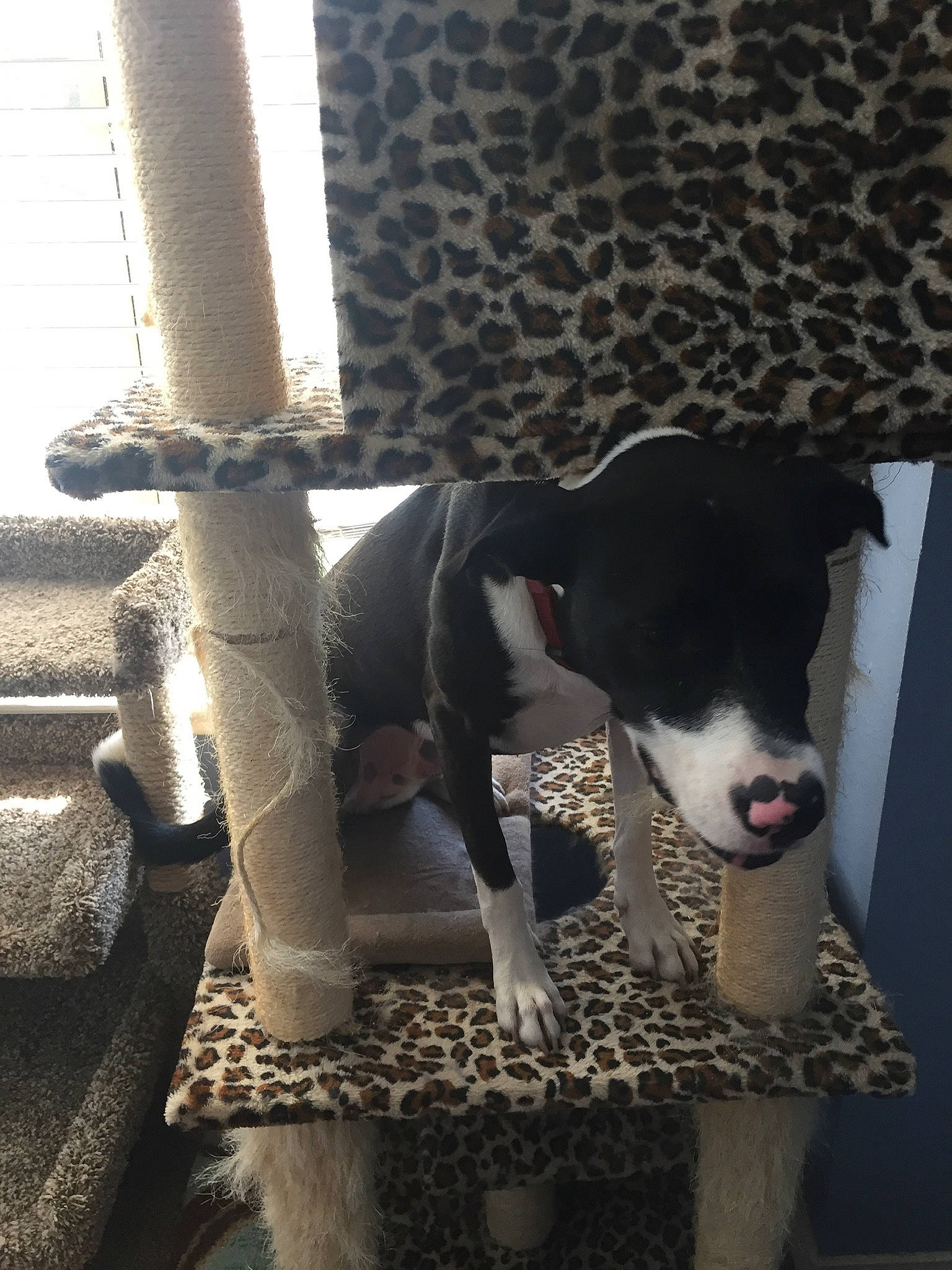 Dakota joined the competition — help win amazing prizes! american_pit_bull_terrier, canidae, carnivore, dog, dog_breed, fawn, non_sporting_group, sporting_group, tail