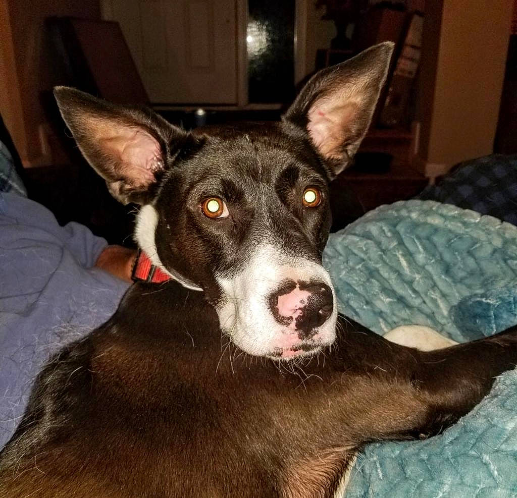 Dakota is registered to the contest to win money with this photo: australian_kelpie, canidae, carnivore, dog, dog_breed, ear, feist, formosan_mountain_dog, hunting_dog, ibizan_hound, jaw, koolie, mammal, mcnab, snout, teddy_roosevelt_terrier, vertebrate, whiskers