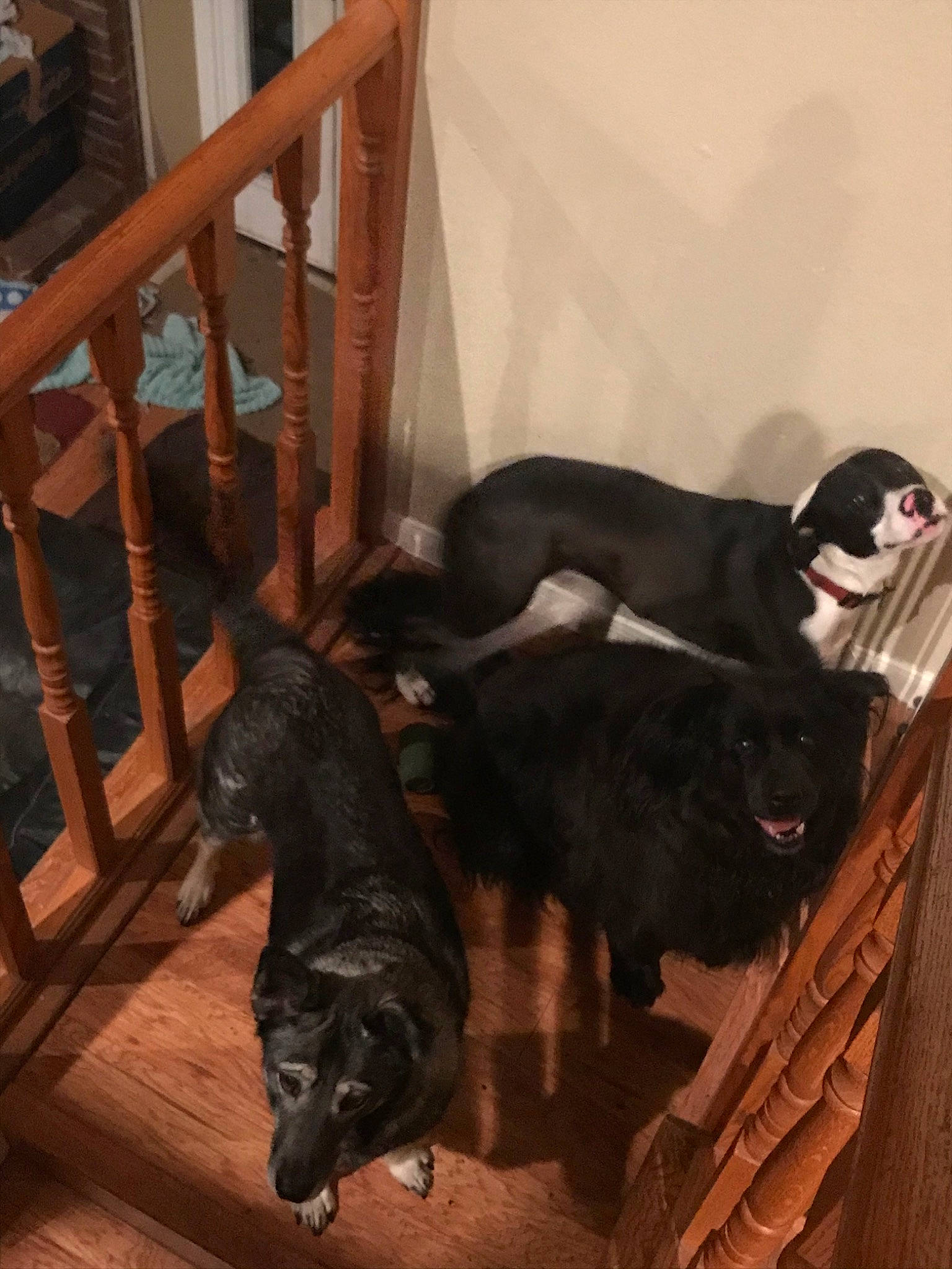 Dakota joined the competition — help win amazing prizes! borador, canidae, carnivore, dog, dog_breed, floor, guard_dog, sporting_group, stairs, tail