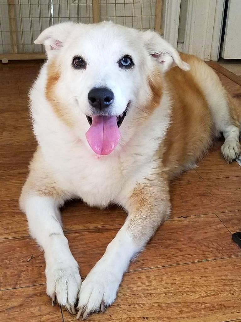 Emmie is registered to the contest to win money with this photo: akbash_dog, ancient_dog_breeds, berger_blanc_suisse, canaan_dog, canidae, carnivore, companion_dog, dog, dog_breed, fawn, kintamani, korean_jindo_dog, labrador_husky, mammal, nose, pungsan_dog, rare_breed_dog, skin, sporting_group, vertebrate