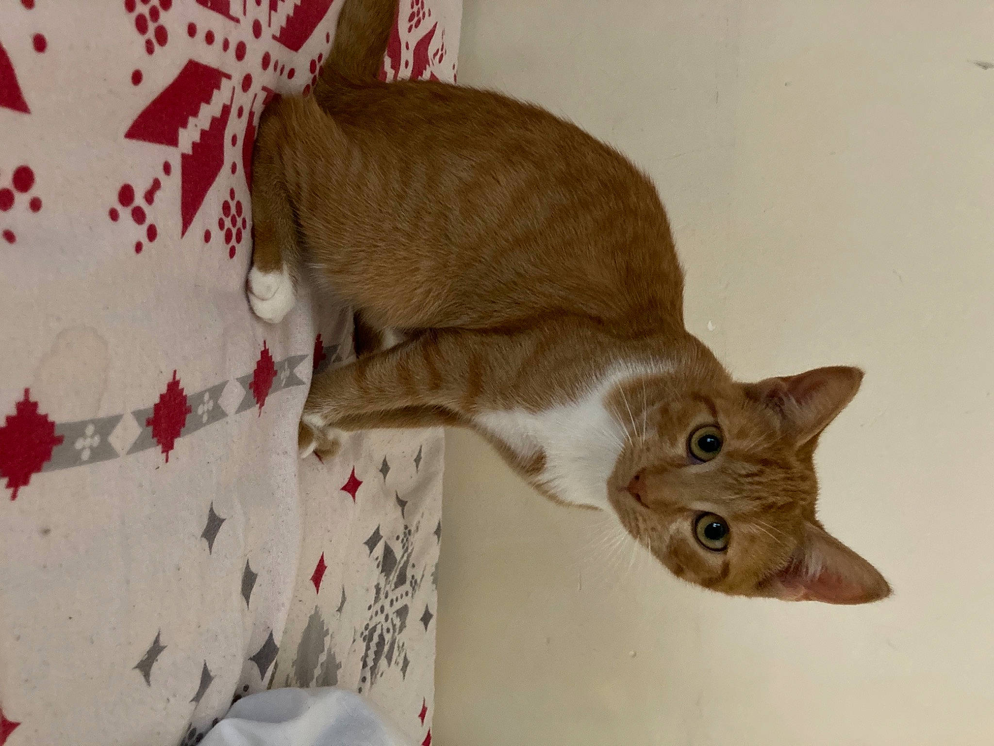 Khalie participe au concours pour gagner de l'argent avec cette photo : carnivore, cat, domestic_short_haired_cat, fawn, felidae, fur, linens, pattern, room, small_to_medium_sized_cats, snout, tail, whiskers, wood