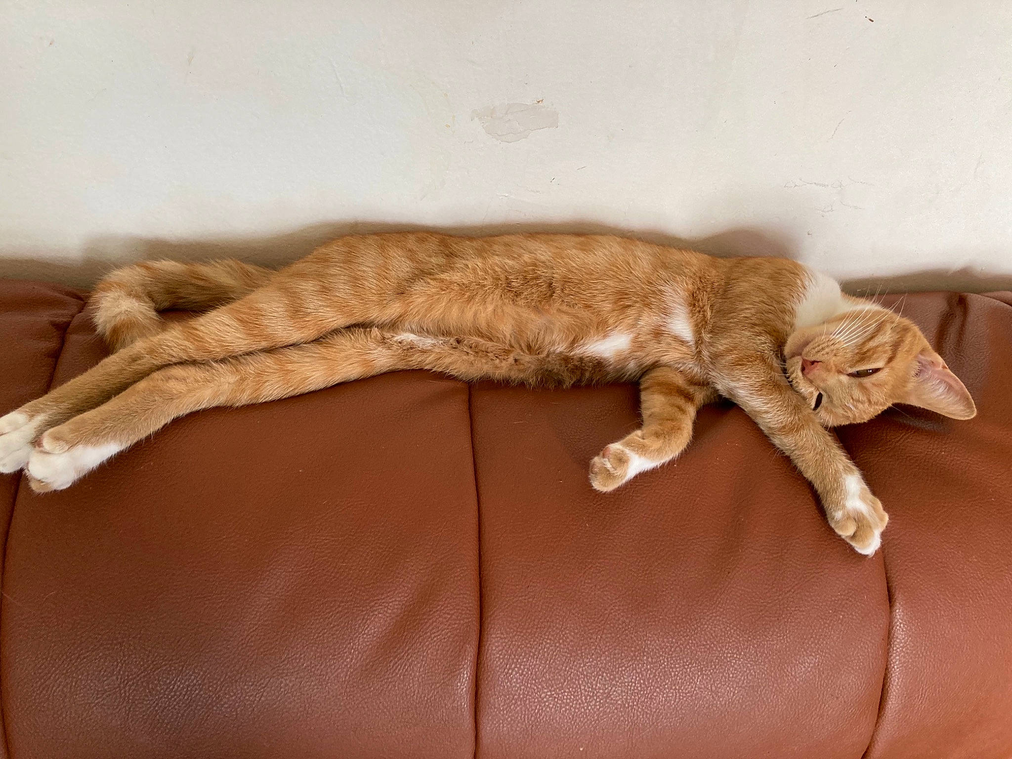 Khalie participe au concours pour gagner de l'argent avec cette photo : canidae, carnivore, cat, claw, comfort, couch, dog_breed, fawn, felidae, fur, gesture, liver, paw, small_to_medium_sized_cats, snout, sporting_group, tail, terrestrial_animal, whiskers, wood