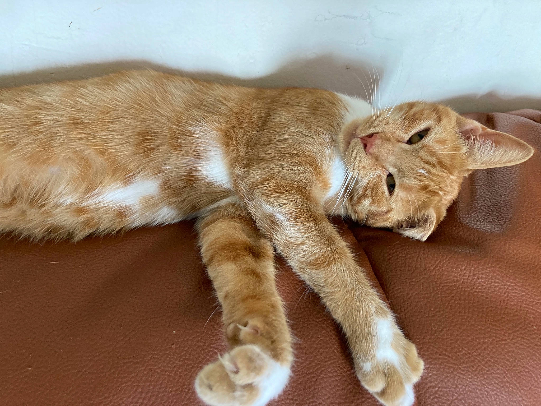 Khalie participe au concours pour gagner de l'argent avec cette photo : carnivore, cat, claw, comfort, domestic_short_haired_cat, fawn, felidae, foot, fur, liver, paw, small_to_medium_sized_cats, snout, tail, terrestrial_animal, whiskers, wood