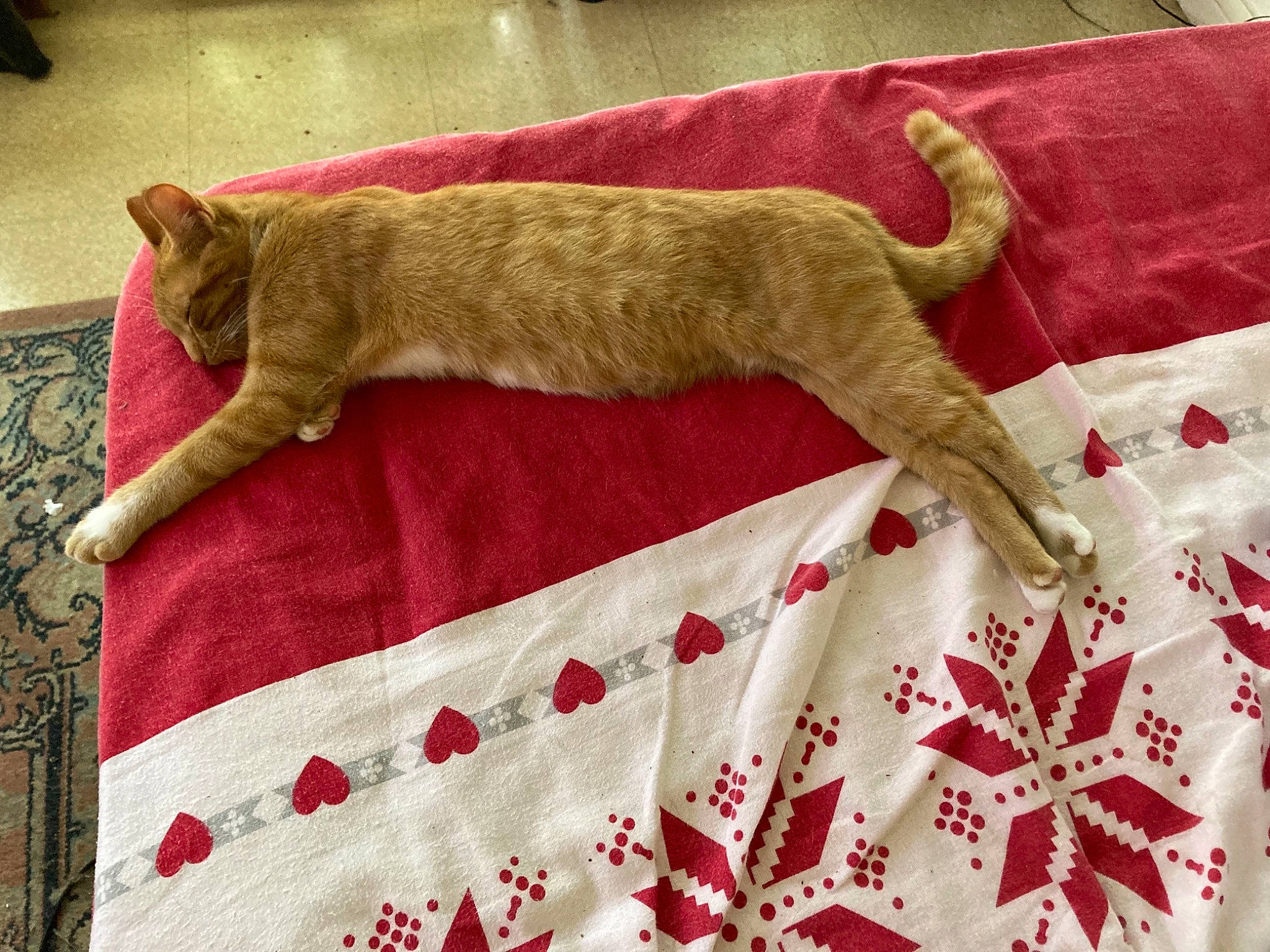 Khalie a rejoint le concours — aidez-le/la à gagner de superbes lots ! canidae, carnivore, cat, claw, couch, creative_arts, domestic_short_haired_cat, fawn, felidae, fur, linens, pattern, red, small_to_medium_sized_cats, sporting_group, tail, textile, whiskers, wood, working_animal