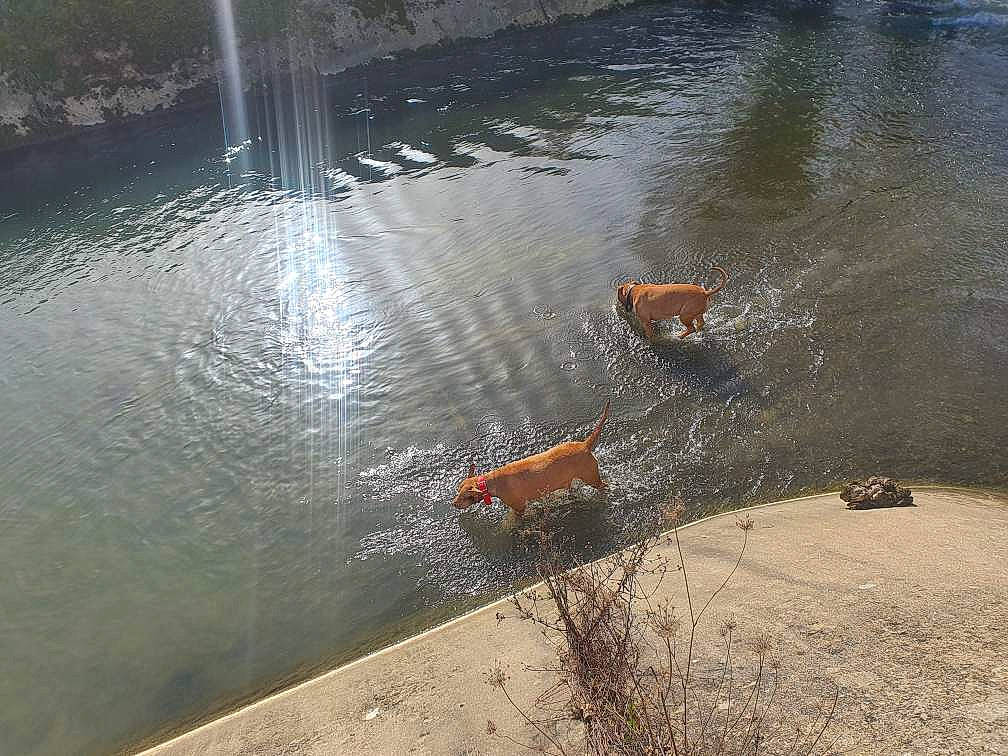 Jaya Et Jeïllie participe au concours pour gagner de l'argent avec cette photo : _geese_and_swans, bank, beak, calm, duck, ducks, grass, lacustrine_plain, lake, landscape, morning, nature, reflection, reservoir, tail, water, water_resources, watercourse, waterfowl, waterway