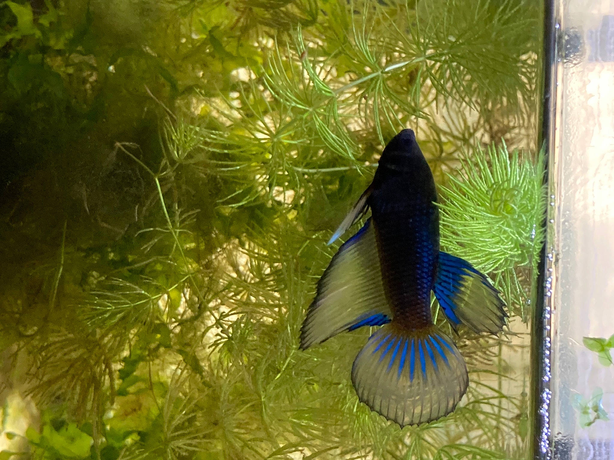 Jaya Et Jeïllie participe au concours pour gagner de l'argent avec cette photo : aquatic_plant, beak, bird, conifer, electric_blue, evergreen, fashion_accessory, feather, fish, grass, natural_material, perching_bird, plant, songbird, tail, terrestrial_plant, tree, twig, window, wing