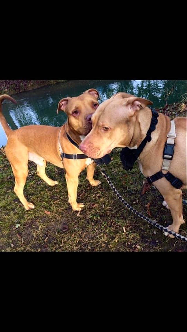 Jaya Et Jeïllie a rejoint le concours — aidez-le/la à gagner de superbes lots ! automotive_lighting, canidae, carnivore, collar, companion_dog, dog, dog_breed, dog_collar, dog_supply, fawn, grass, liver, pet_supply, photo_caption, plant, snout, sporting_group, tail, tree, working_animal