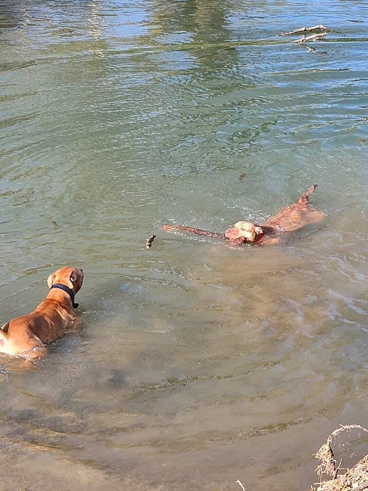 Jaya Et Jeïllie participe au concours pour gagner de l'argent avec cette photo : barefoot, beach, dog, fun, lake, leisure, liquid, ocean, personal_protective_equipment, recreation, sporting_group, sports, water, wave, working_animal