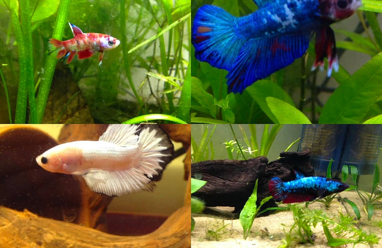 Jaya Et Jeïllie participe au concours pour gagner de l'argent avec cette photo : adaptation, bird, blue, botany, feather, fin, fish, grass, green, light, marine_biology, natural_material, nature, organism, photograph, plant, purple, terrestrial_plant, underwater, vertebrate