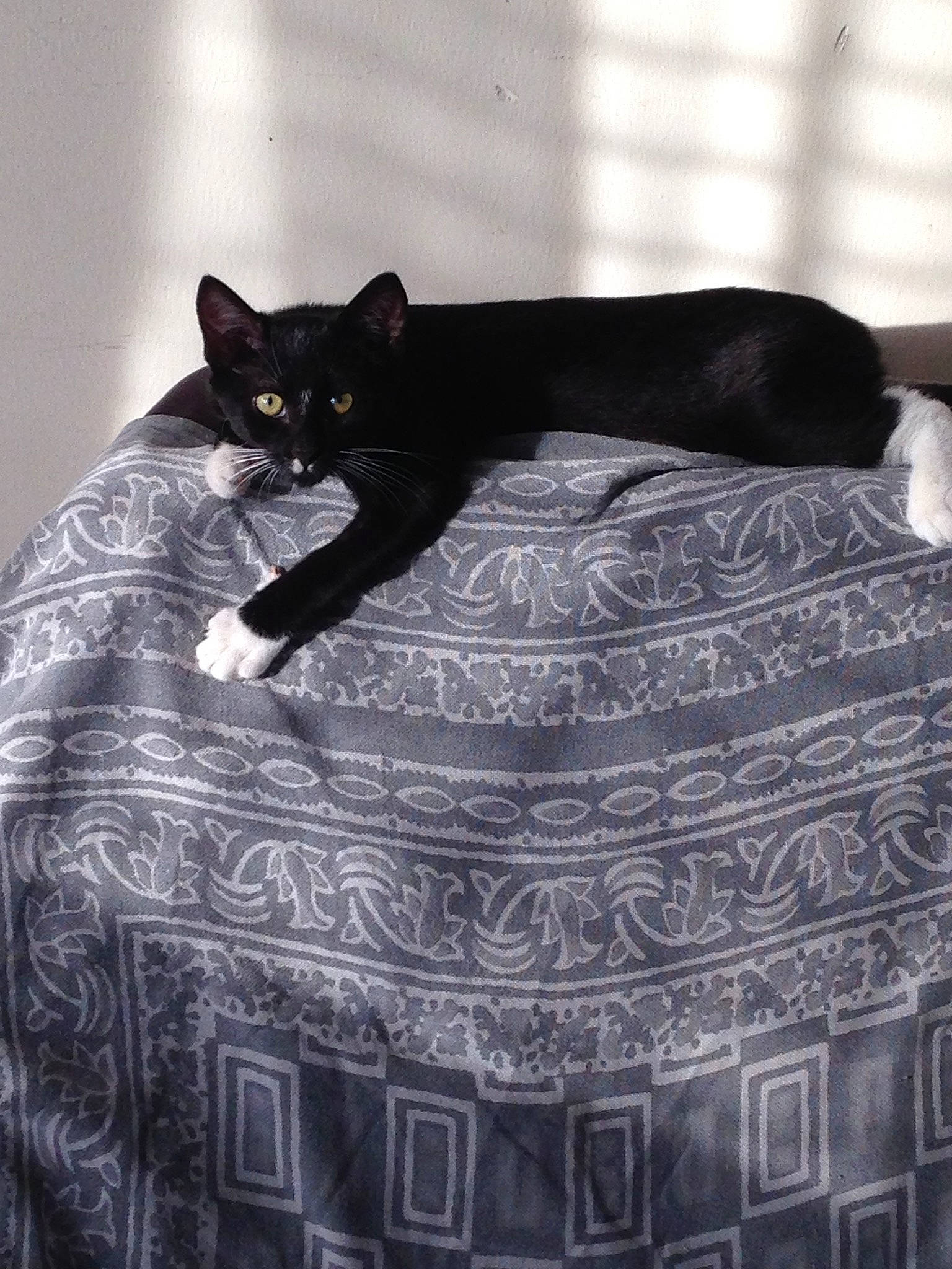 Leeloo a rejoint le concours — aidez-le/la à gagner de superbes lots ! black_cat, bombay, carnivore, cat, domestic_short_haired_cat, felidae, fur, small_to_medium_sized_cats, snout, tail, terrestrial_animal, vertebrate, whiskers