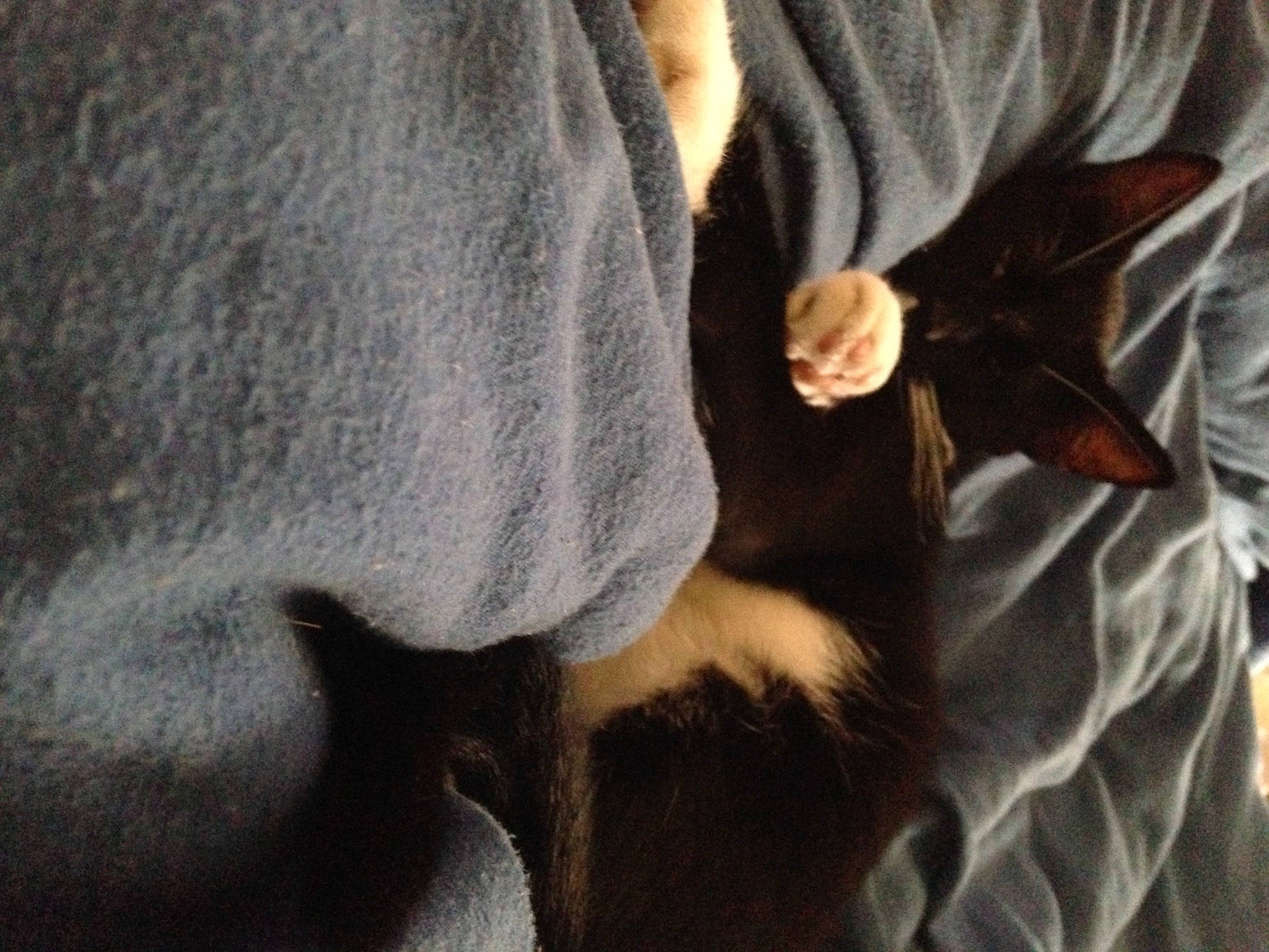 Leeloo a rejoint le concours — aidez-le/la à gagner de superbes lots ! arm, canidae, carnivore, cat, comfort, companion_dog, dog_breed, elbow, fawn, felidae, gesture, grey, human_leg, paw, sleeve, small_to_medium_sized_cats, snout, sporting_group, tail, whiskers