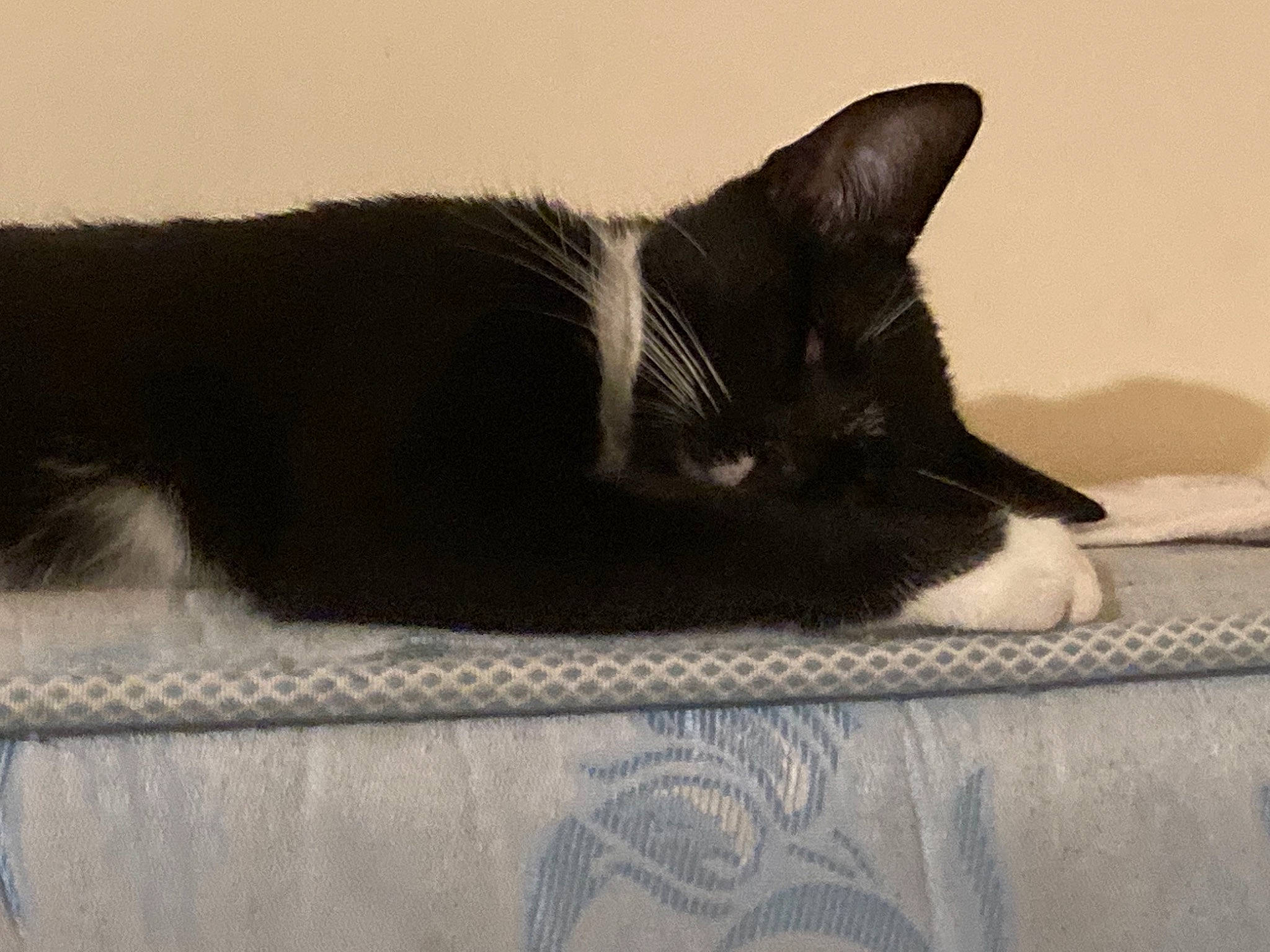 Leeloo a rejoint le concours — aidez-le/la à gagner de superbes lots ! black_cat, carnivore, cat, cat_supply, claw, comfort, domestic_short_haired_cat, felidae, fur, grey, linens, monochrome_photography, nap, paw, small_to_medium_sized_cats, snout, tail, whiskers