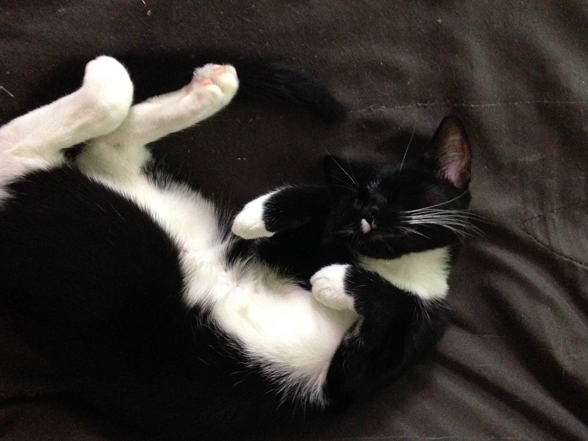 Leeloo participe au concours pour gagner de l'argent avec cette photo : black_cat, carnivore, cat, claw, comfort, domestic_short_haired_cat, felidae, foot, fur, gesture, monochrome_photography, paw, small_to_medium_sized_cats, snout, tail, terrestrial_animal, vertebrate, whiskers