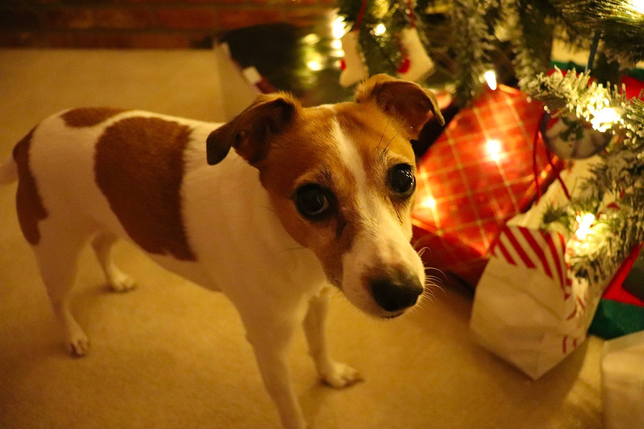 Nuggett is registered to the contest to win money with this photo: canidae, carnivore, companion_dog, dog, dog_breed, feist, fox_terrier, jack_russell_terrier, mammal, miniature_fox_terrier, parson_russell_terrier, potcake_dog, rare_breed_dog, rat_terrier, russell_terrier, snout, sporting_group, tenterfield_terrier, treeing_feist, vertebrate