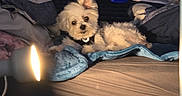 Polo is registered to the contest to win money with this photo: dog, small_dog, fluffy, white_fur, pet, animal, bed, bedroom, blanket, pillow, lamp, indoors, portrait, looking_at_camera, collar, messy_room, snacks, sunglasses, furniture, cozy