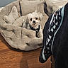Polo is registered to the contest to win money with this photo: dog, small_dog, fluffy, white_fur, pet, pet_bed, animal, indoor, home, cozy, seated, looking_at_camera, black_harness, collar, cushion, blanket, chair, hardwood_floor, living_room, portrait