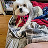 Polo is registered to the contest to win money with this photo: dog, small_dog, white_fur, gray_fur, fluffy, long_hair, pet, canine, sitting, lying_down, indoors, blanket, bed, cozy, bandana, plaid, portrait, close_up, home, furniture
