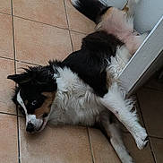 Ubelle participe au concours pour gagner de l'argent avec cette photo : animal, black, bright_eyes, canine, curious, dog, ears, floor, fur, indoor, looking, lying_down, paw, pet, relaxed, resting, texture, tile_floor, wall, white