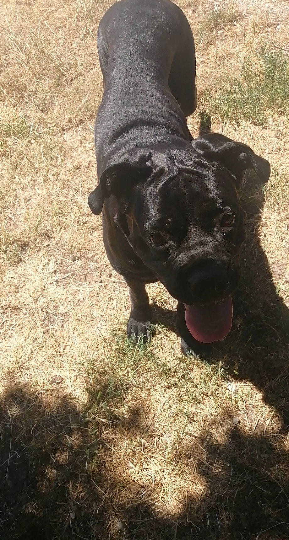 Orka participe au concours pour gagner de l'argent avec cette photo : american_pit_bull_terrier, bandog, cane_corso, canidae, carnivore, dog, dog_breed, fawn, guard_dog, mammal, molosser, non_sporting_group, snout, sporting_group, tail, vertebrate, working_dog