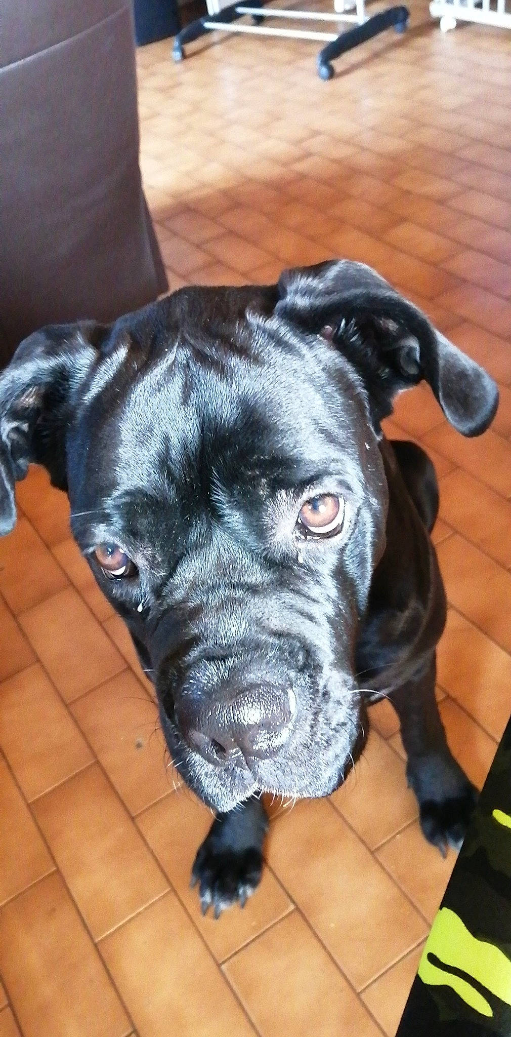 Orka participe au concours pour gagner de l'argent avec cette photo : bandog, boxer, bullmastiff, cane_corso, canidae, carnivore, companion_dog, dog, dog_breed, fawn, guard_dog, mammal, molosser, non_sporting_group, rare_breed_dog, snout, sporting_group, vertebrate, whiskers, working_dog